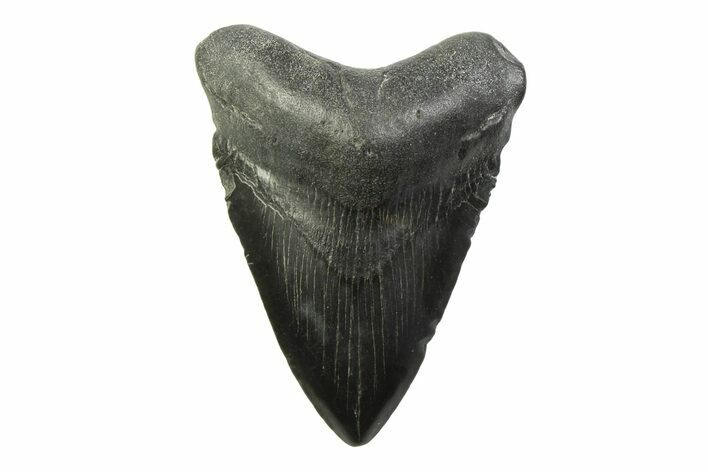 Fossil Megalodon Tooth - South Carolina #341396